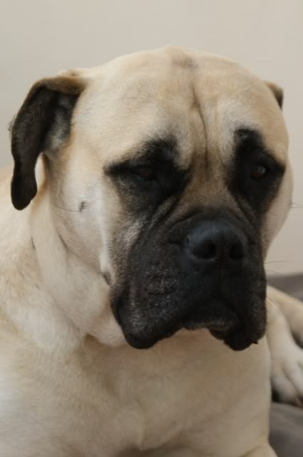 JEN - Bullmastiff - HOMED Jen019