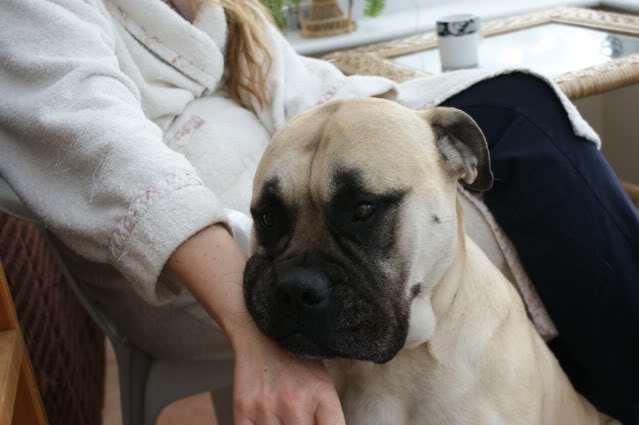 JEN - Bullmastiff - HOMED Jen022