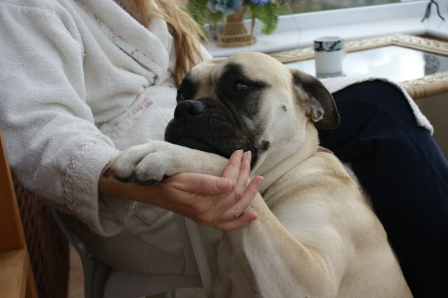 JEN - Bullmastiff - HOMED Jen023