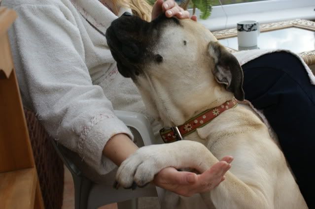 JEN - Bullmastiff - HOMED Jen024