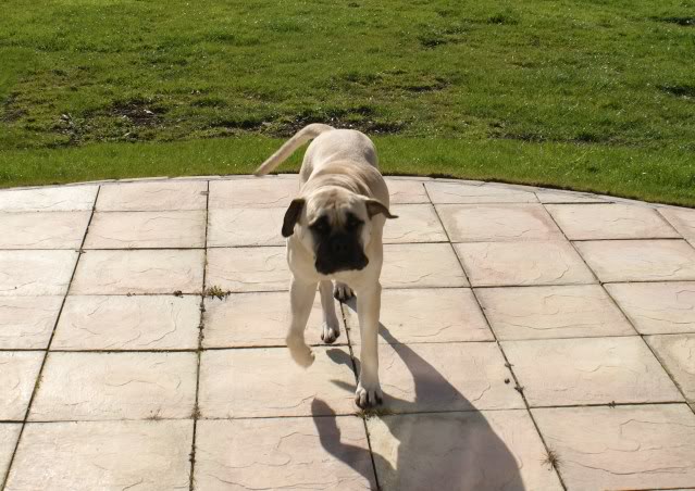 JEN - Bullmastiff - HOMED - Page 2 Jen1007