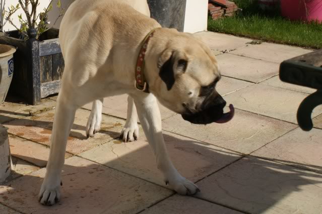 JEN - Bullmastiff - HOMED - Page 2 Jen1010