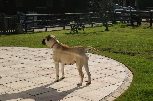 JEN - Bullmastiff - HOMED - Page 2 Jen1011