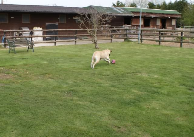 JEN - Bullmastiff - HOMED - Page 2 Jen1022