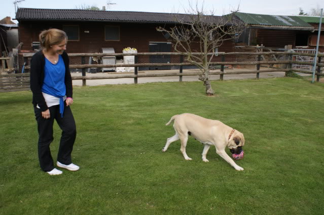 JEN - Bullmastiff - HOMED - Page 2 Jen1026