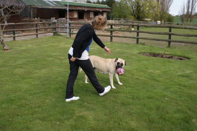 JEN - Bullmastiff - HOMED - Page 2 Jen1027