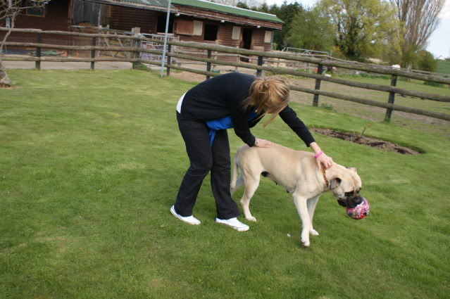 JEN - Bullmastiff - HOMED - Page 2 Jen1028