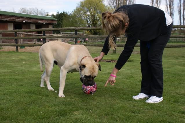 JEN - Bullmastiff - HOMED - Page 2 Jen1030