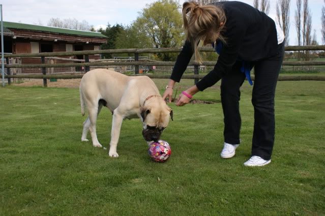 JEN - Bullmastiff - HOMED - Page 2 Jen1031