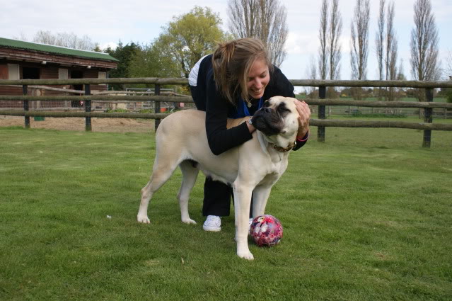 JEN - Bullmastiff - HOMED - Page 2 Jen1036