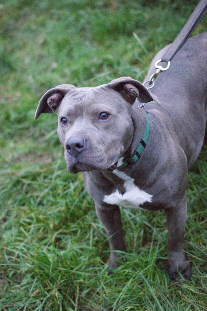 Lola - HOMED 114_zpsf550fd6c