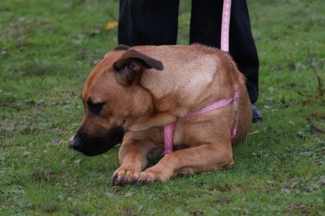 Marleigh - Mastiff X -HOMED Marley006_zpsfba9e9ae