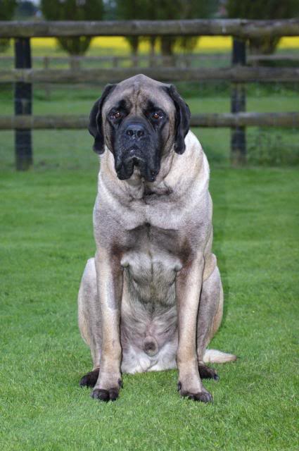 JEN - Bullmastiff - HOMED - Page 5 Newlens013_zps482c8da4