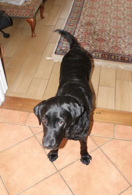 Ruthie - Lab HOMED Potatonewhome050_zpsb53b7404