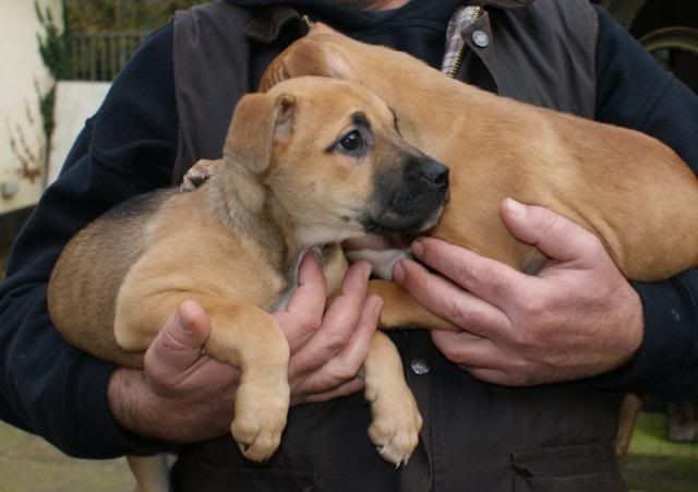 2 pups - HOMED 020_zps40ca3790