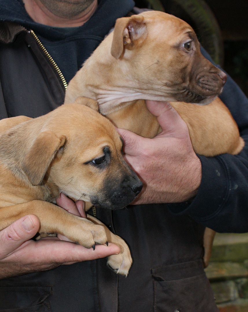 2 pups - HOMED 024_zpsb5d9a44c