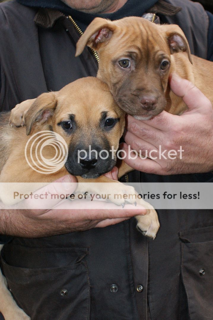 2 pups - HOMED 025_zps7422a49b