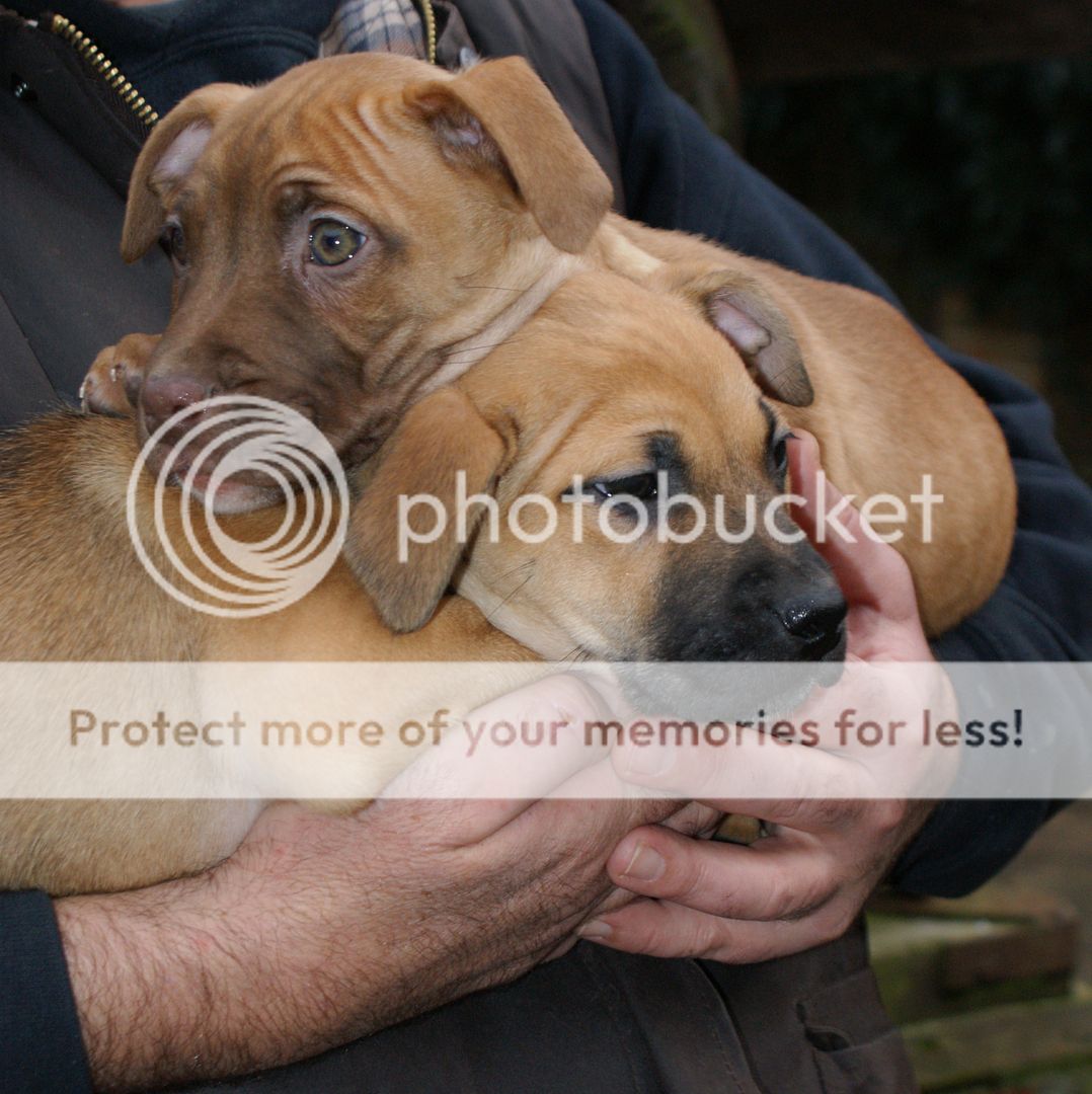 2 pups - HOMED 030_zps685b2d19