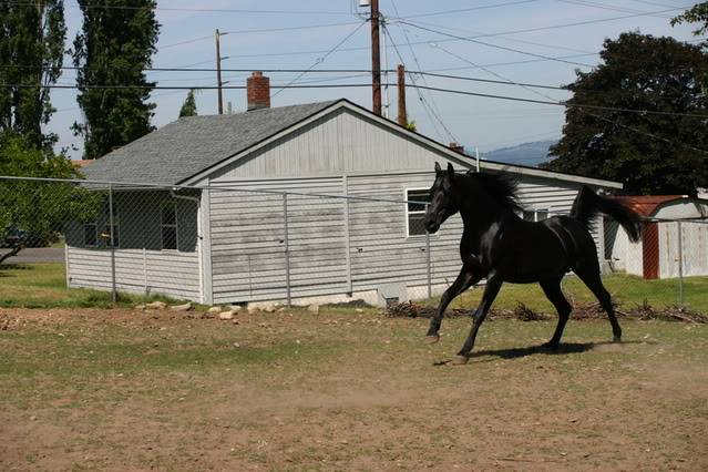 Black Beautys 6-1-07080