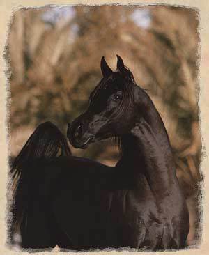 Black Beautys BlackBeautyArabianHorseForAdoption