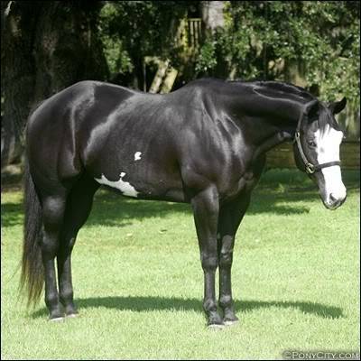 Black Beautys Blackoveropainthorse