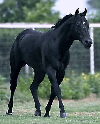 Black Beautys QH3