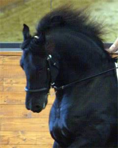Black Beautys Blackhorsel