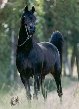 Black Beautys Horse8891263