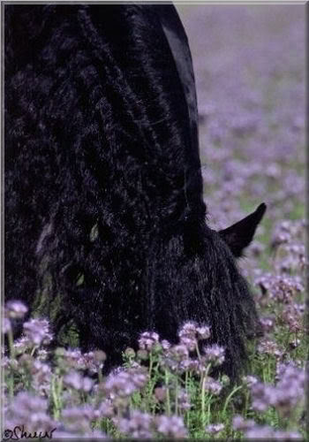 Frizijski konj Imagedisplaycgi109