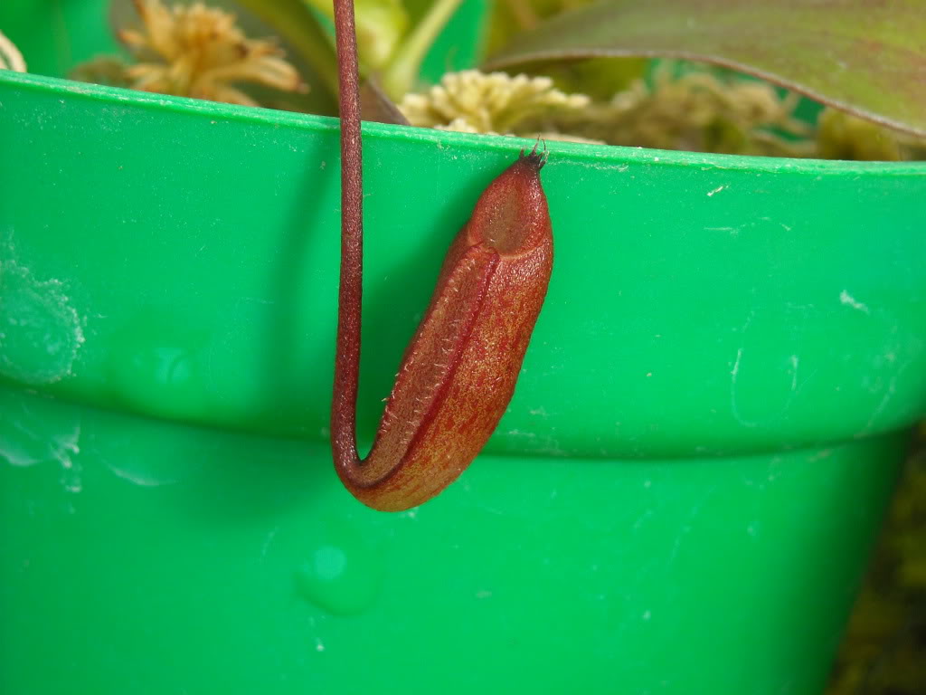 Mis Nepenthes... DSCN0891
