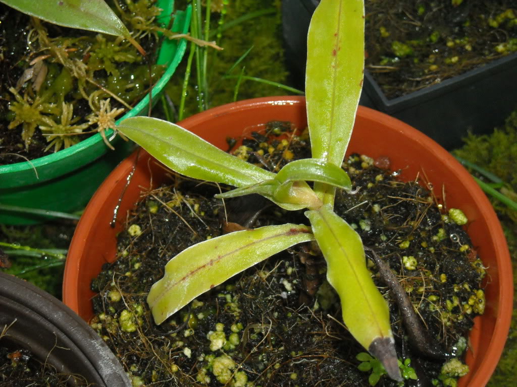 Mis Nepenthes... DSCN0877