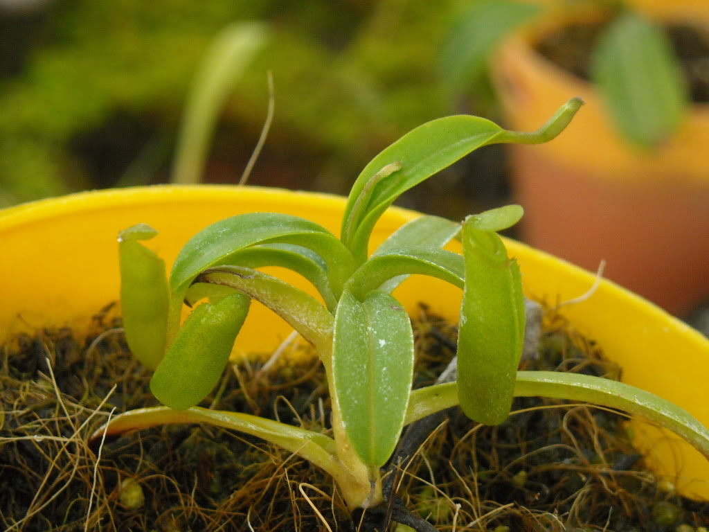 Mis Nepenthes... DSCN0881