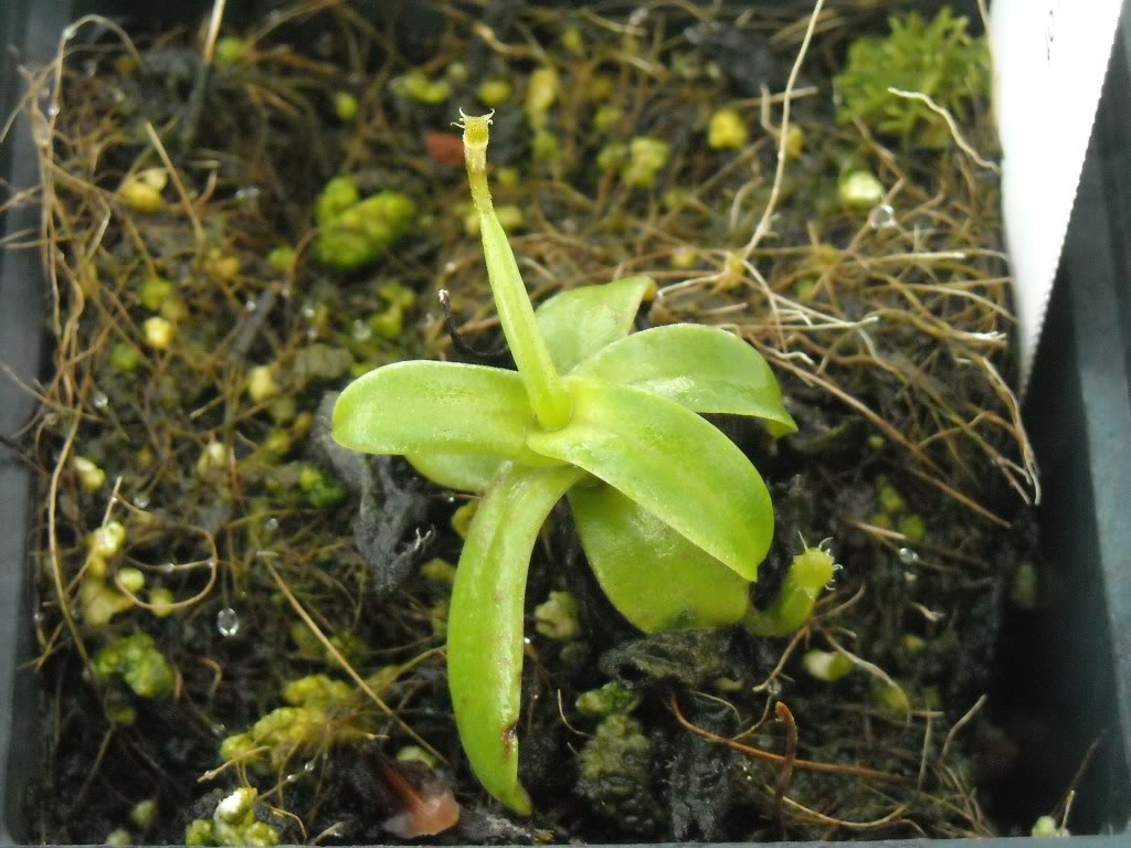 Mis Nepenthes... DSCN0882