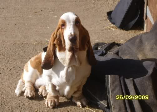 Alfie after his first bath today S1030845