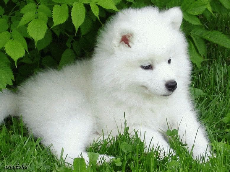 Samojedi... FordaveSamoyed_Cortina_by_asiaaisha