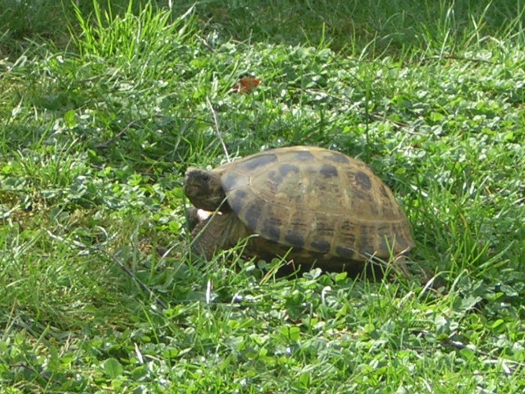 En ballade dans le jardin DSCN7793