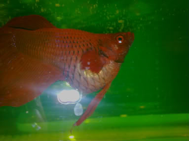 A Hidropisia BEtta