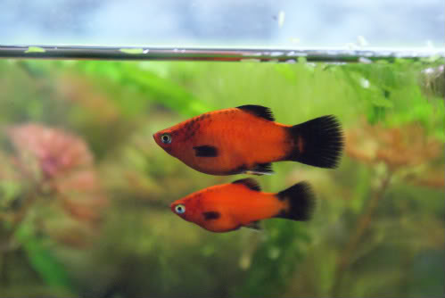 Platy (Xiphophorus maculatus) DSC03247