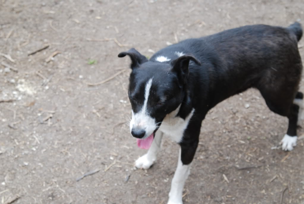 Elios, mâle, type Border Collie, 15 mois DSC_0366