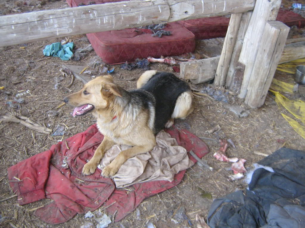 Dina, femelle croisée berger taille moyenne de 3 ans (refuge d'irina) IMG_2015