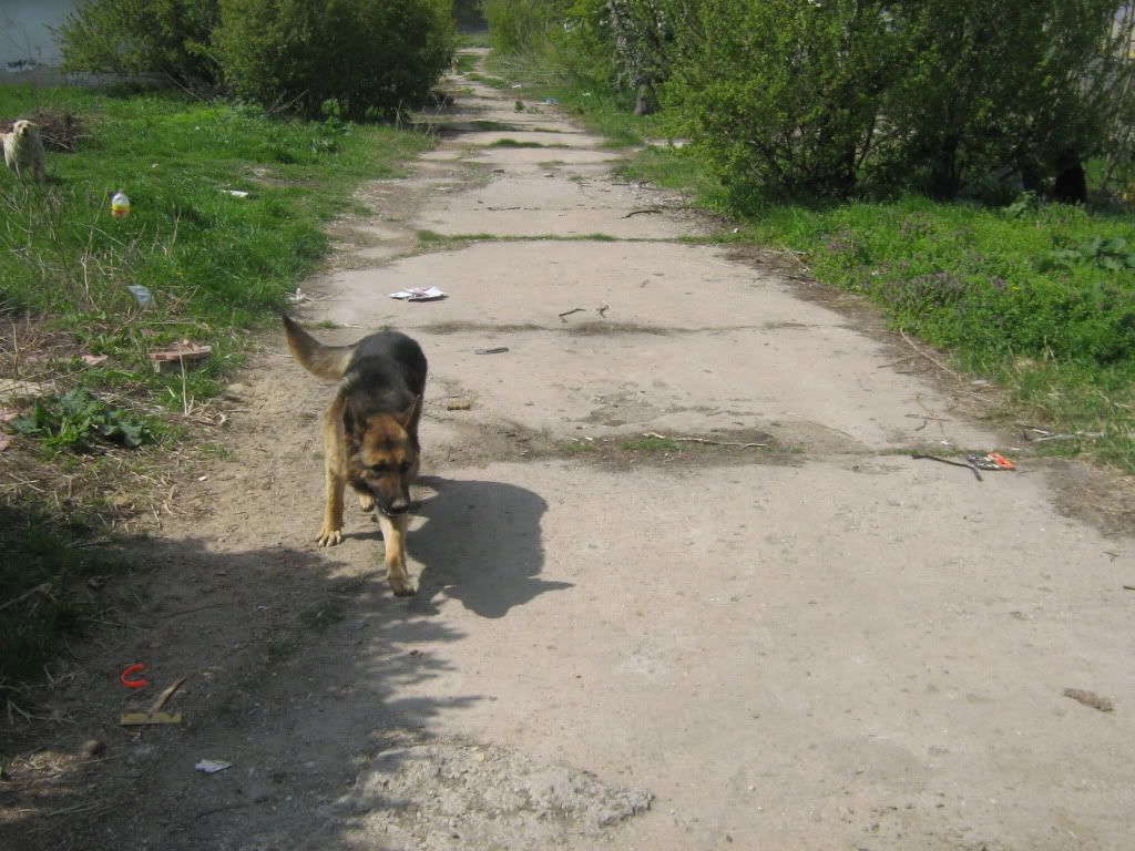 Déclic, mâle, Berger Allemand, né en 2009 (refuge d'Irina) IMG_2044