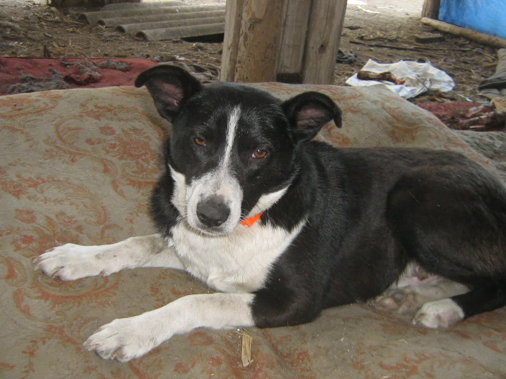 Elios, croisé border, mâle de 2ans (refuge d'irina) IMG_2048