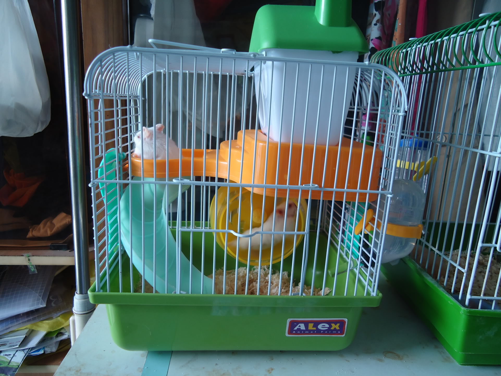 BÁN CHUỘT HAMSTER DỄ THƯƠNG VÀ VẬT DỤNG CHO HAMSTER GIÁ RẺ DSC00412