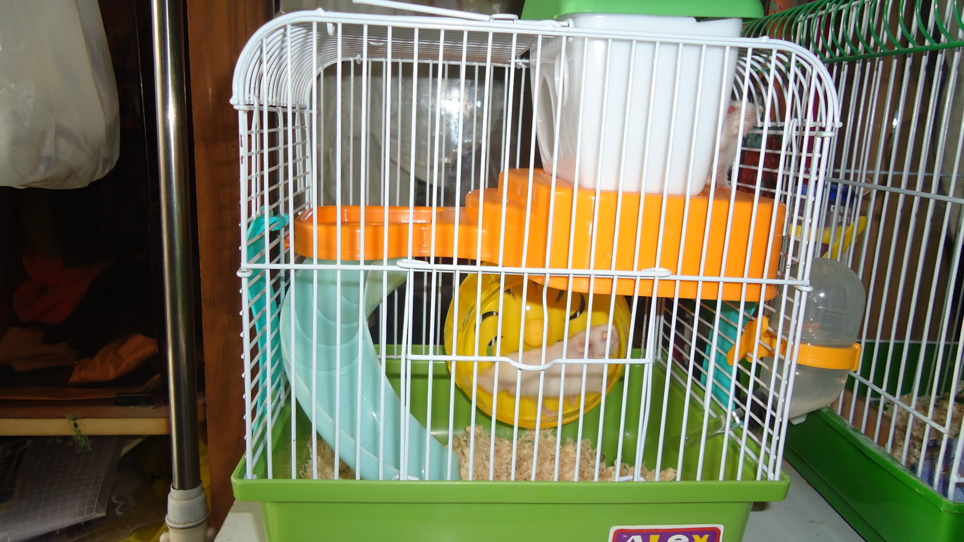 BÁN CHUỘT HAMSTER DỄ THƯƠNG VÀ VẬT DỤNG CHO HAMSTER GIÁ RẺ DSC00413