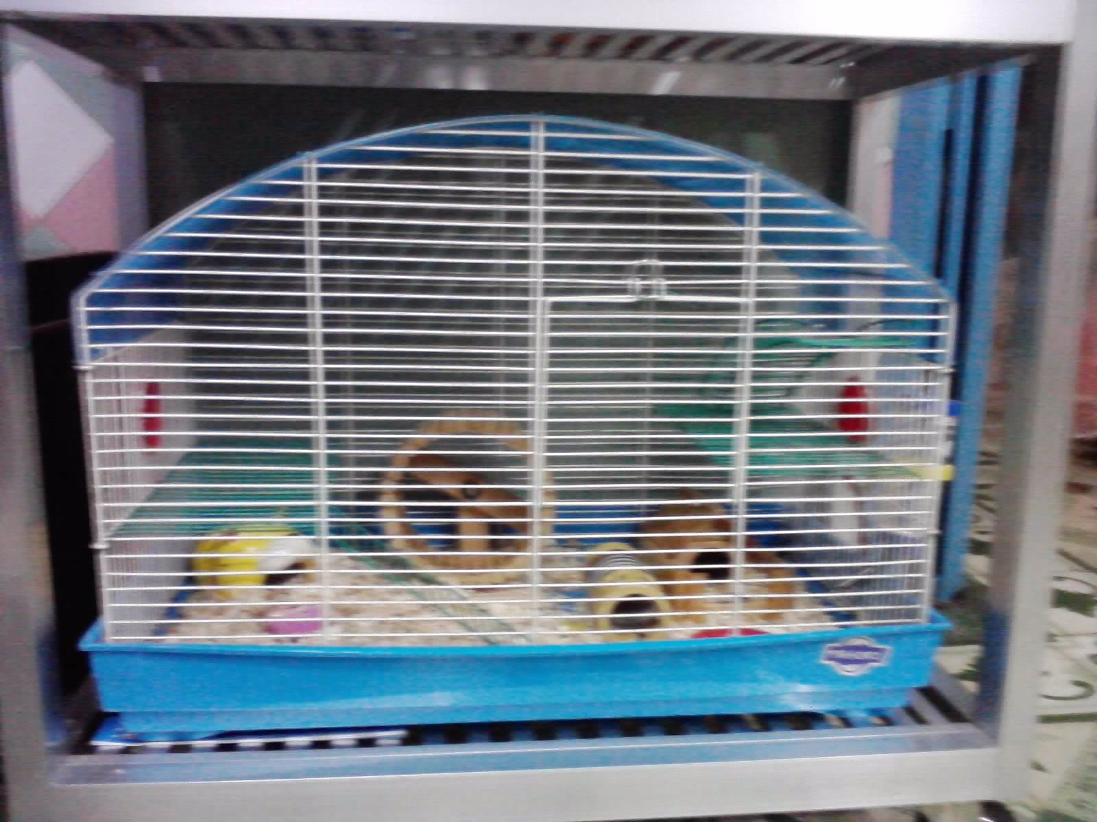 BÁN CHUỘT HAMSTER DỄ THƯƠNG VÀ VẬT DỤNG CHO HAMSTER GIÁ RẺ P160511_2339