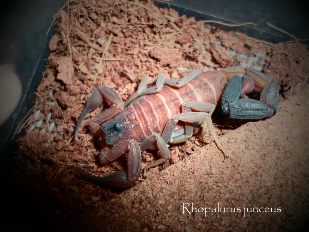 my bark scorpions Junceus