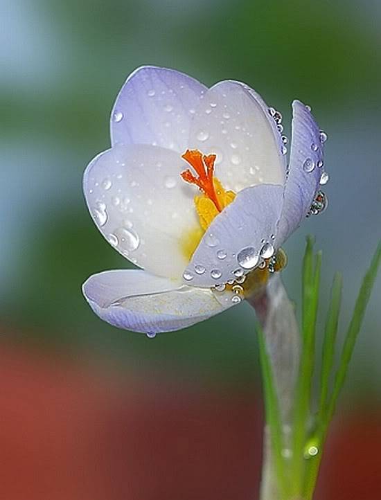 Lule............ - Faqe 7 Flowers_wet