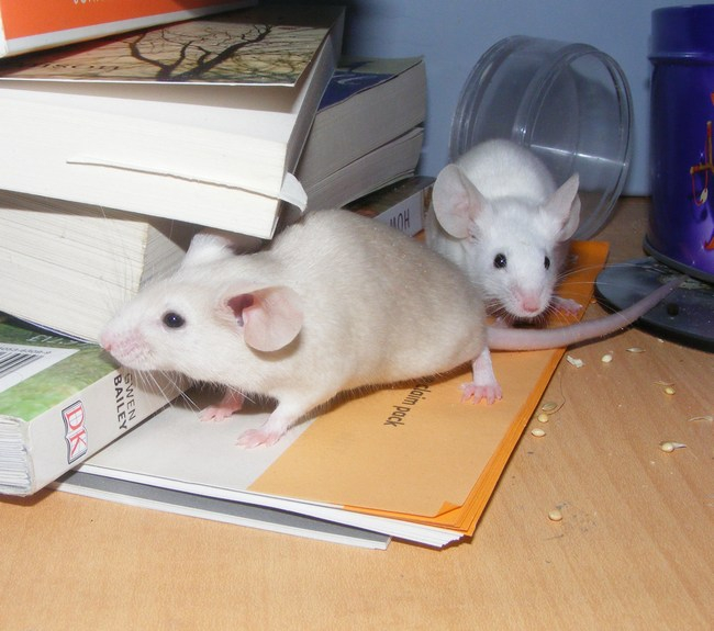 Mouse mania! 12g_zpsbff66401