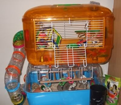 Knowing what size cage to get - show us your cage pics! Apple31