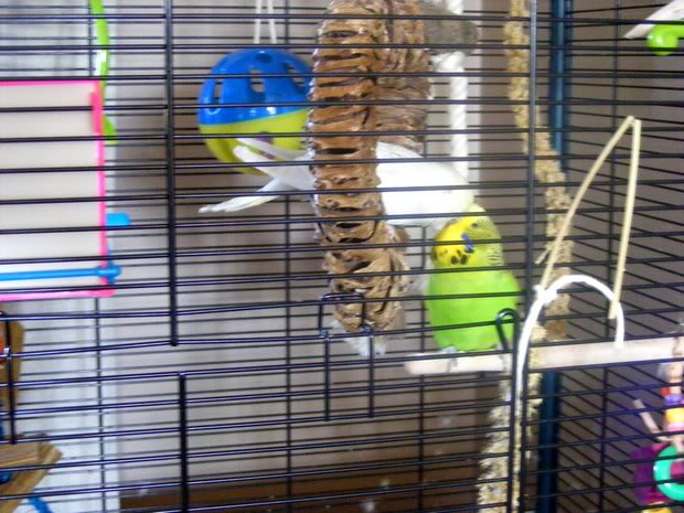 Photos of your birds! Budg1